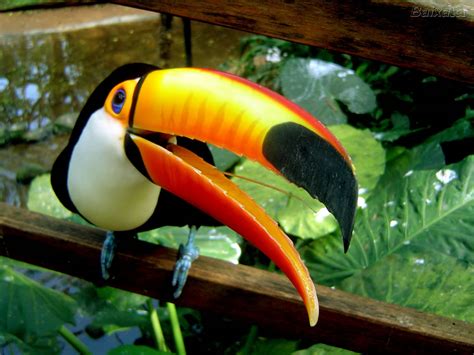 Amazing Toucan Bird Toucans Facts Photos Information Habitats