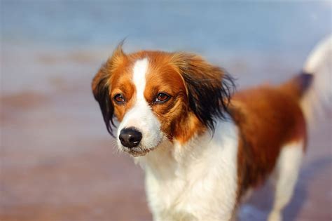 Kooikerhondje 1080p 2k 4k 5k Hd Wallpapers Free Download Wallpaper