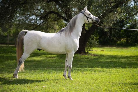 Arabian Horse Breed Profile