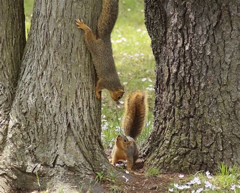 Two Squirrels Playing Carl Rhodes Flickr