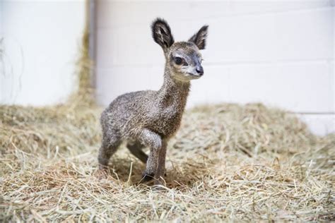 Cute Baby Dwarf Antelope Becomes New Resident At Chicago Zoo