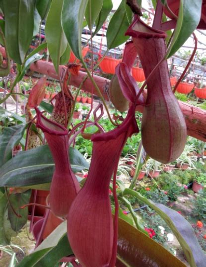 Contoh tumbuhan paku selanjutnya yang bisa mempercantik ruangan adalah tanaman suplir. Tumbuhan Yang Hampir Pupus Di Malaysia Dan Sebabnya