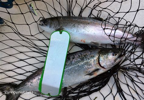 No, it doesn't work like that. 12 Great Lures for Chinook Salmon Fishing in Puget Sound ...