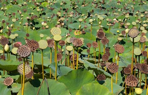 A Sea Of Lotus Pods Lotus Pods Flowers Nature Seed Bank