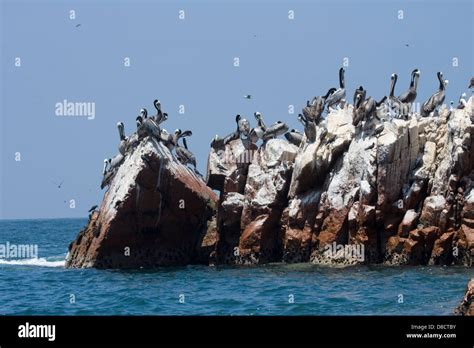 Palomino Islands Peru Hi Res Stock Photography And Images Alamy