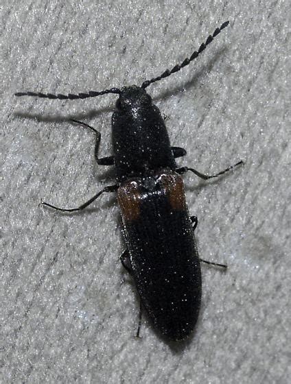 Montana Click Beetle Limonius Rufihumeralis Bugguidenet