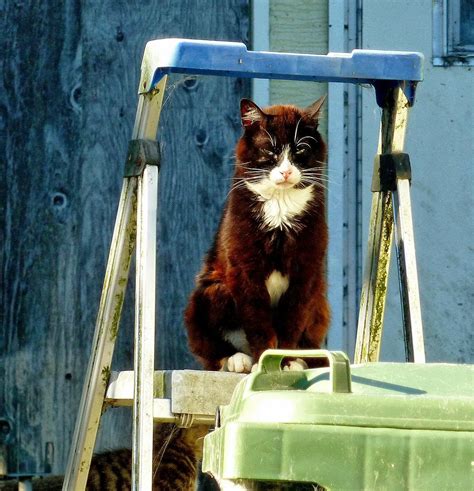 The Feral Life Compassion Cats Tuxedo Cat On Ladder