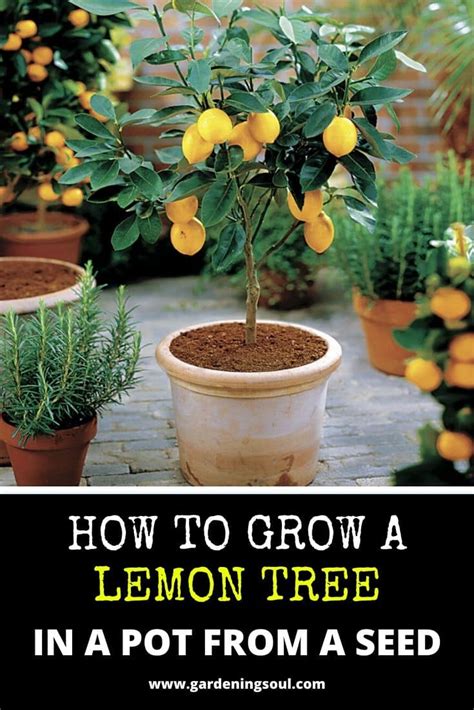 How To Grow A Lemon Tree In A Pot From A Seed