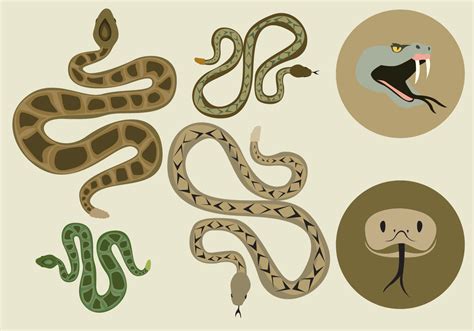 Coiled Rattlesnake Illustration