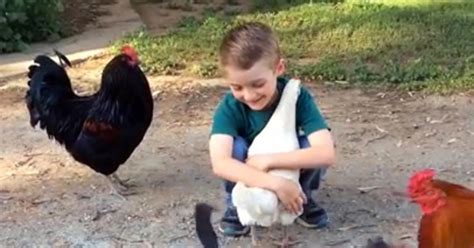 Skeptical Chicken Gives Babe Babe A Hug On The Feed CBS News