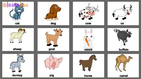 Drawing of animals for kids pictures animals kids drawing drawings inside luxury animal drawings for kids. Pet Animals English with Colorful Pictures for Nursery ...