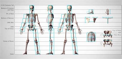 Human Figure Proportions Cranial Units Robert Beverly Hale Human
