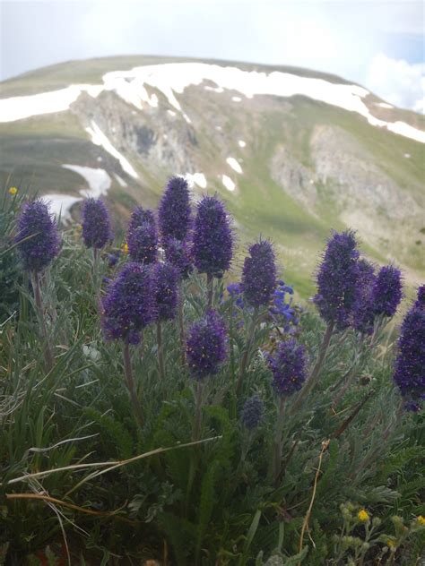 Purple Fringe Colorados Wildflowers