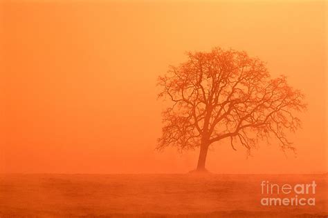 Oak At Sunrise Photograph By Greg Vaughn Printscapes Fine Art America