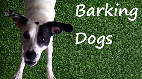 Barking Dogs Make Your Dog Go Crazy Guaranteed Hd Youtube