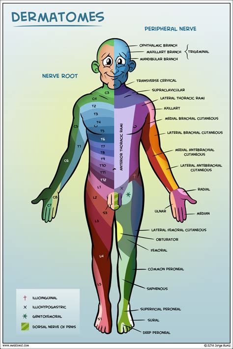 Dermatomes Medicine Fisioterapia Neurolog A Y Anatomia Y Fisiologia