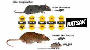 How To Crack Rats In Attic Problem Identification And Removal