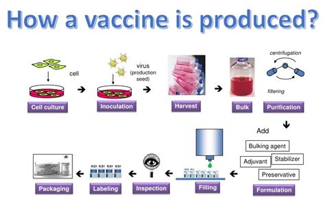 Each type is designed to teach your. Different types of vaccines as well as their role ...