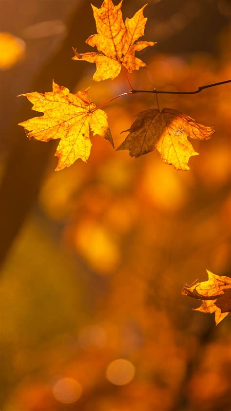 Download Wallpaper 1350x2400 Maple Leaves Branches Autumn Macro