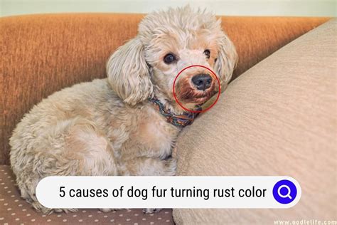 White Dog Fur Turning Rust Color Dog Paragon
