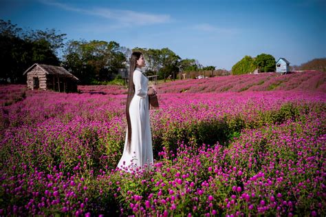 Ngắm Tà áo Dài Khoe Sắc Trên Cánh đồng Hoa Cúc Bách Nhật Hồng Tím độc