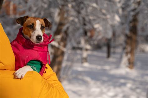 Must Have Cold Weather Gear For Dogs Petsyclopedia News