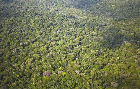 Aerial View Of Amazon Rainforest Manaus Amazonas Brazil