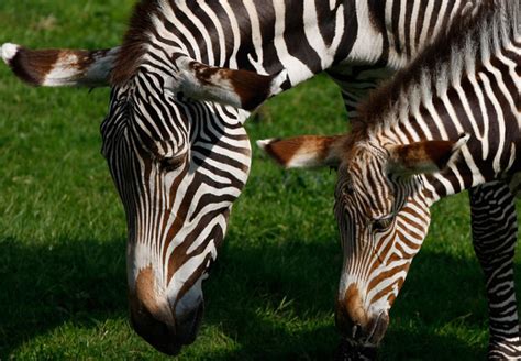 The Biggest Animals Kingdom Discovery Zebra