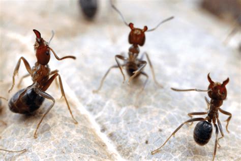 Types Of Ants 25 Different Ants And How To Identify Them