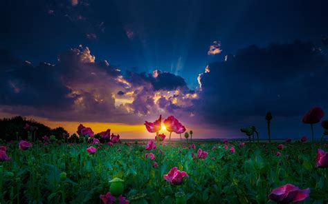 Sunset Over Flower Field Wallpapers 1440x900 311016