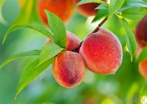 Peach Fruit Pictures