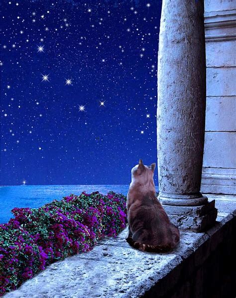 Cassiopeia By Kathleen Horner Cat Art Cats Art