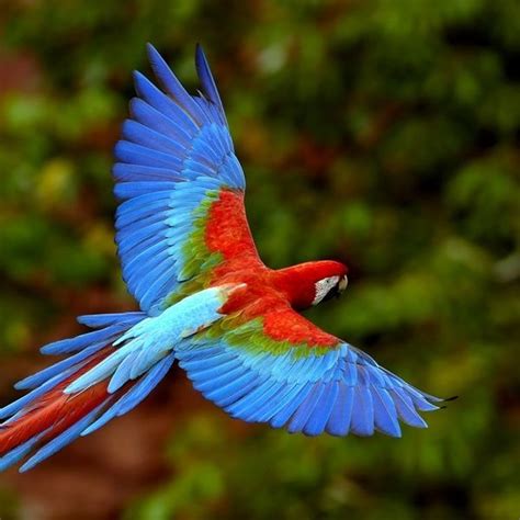 Rainbow Colored Animals Flying Rainbow Color Feather Parrot Photo