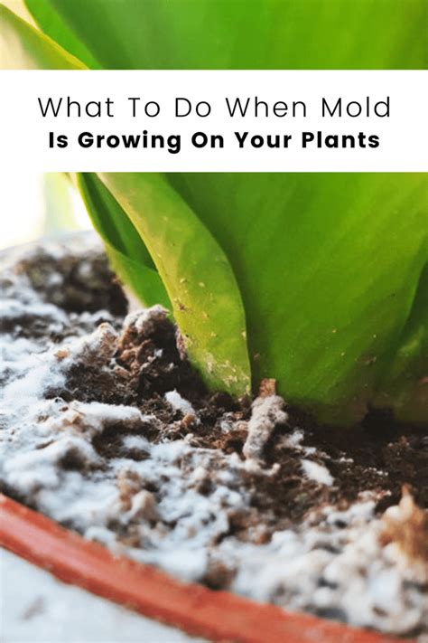 Mold On Plant Soil Causes Types And How To Kill Plant Mold