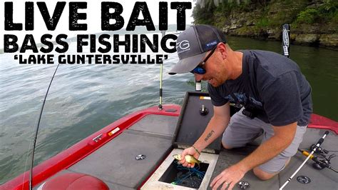 What is the best bait for a pond, lake, and reservoir? HUGE Live Bait Bass Fishing Lake Guntersville with ...