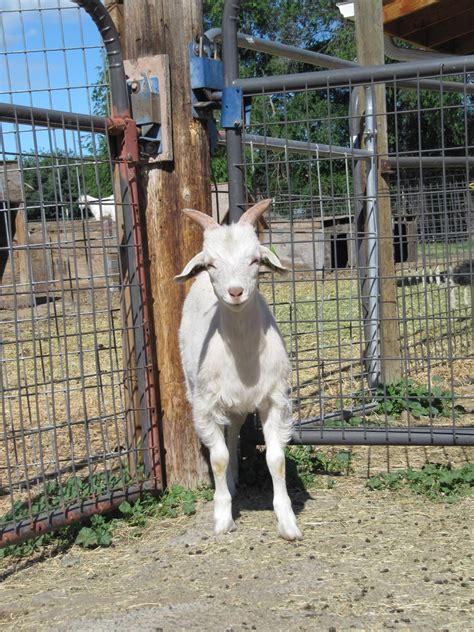 Liberty Farm Cashmere Goats The Judgment Day