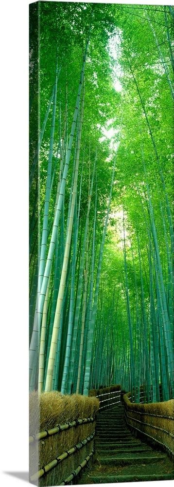 Path Through Bamboo Forest Kyoto Japan Wall Art Canvas Prints Framed