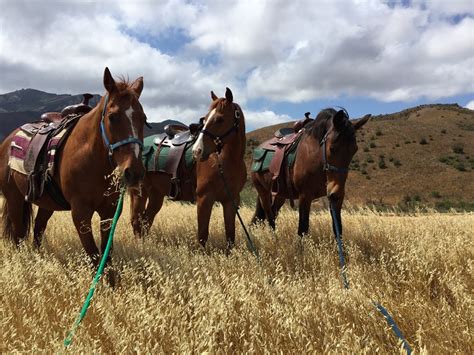 New Patrol Horse Donated To National Park Service Santa Monica