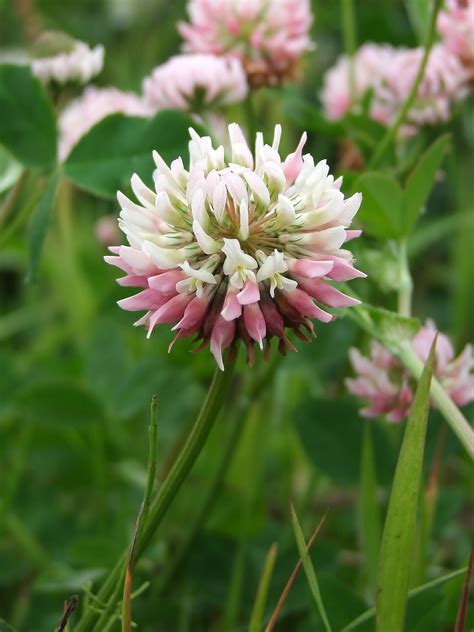 Trifolium Hybridum Изображение особи Плантариум