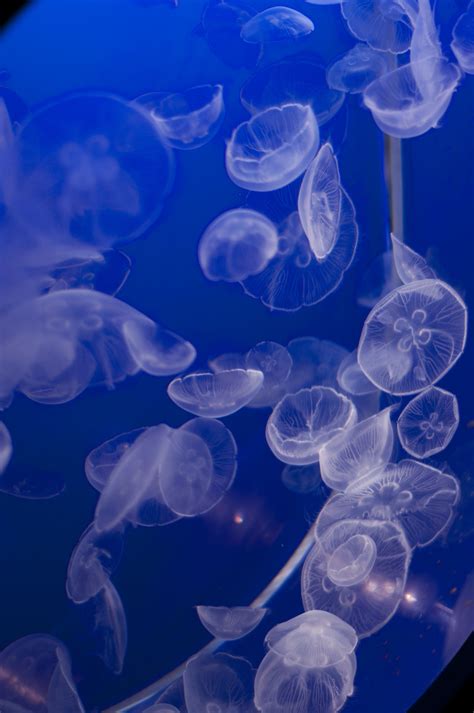 Free Images Vancouver Aquarium Jellyfish 1356489