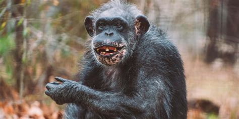 Chimpanzee History And Some Interesting Facts