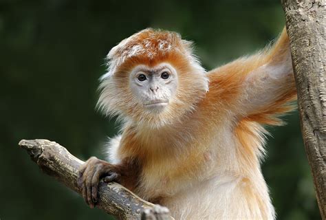 Monkey Mania The Ebony Langur That Can Also Be Golden Orange Cgtn
