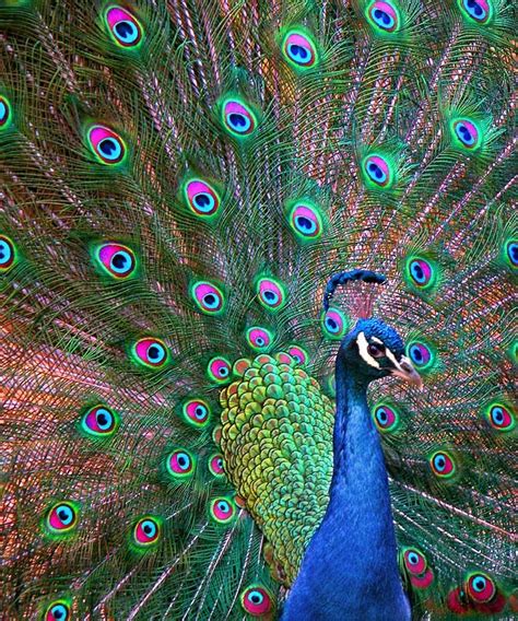 Intense Peacock Colours Photo Peacock Images Peacock Peacock Pictures