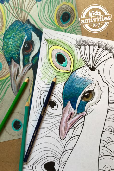 Explore 623989 free printable coloring pages for your kids and adults. Peacock Coloring Pages for Kids