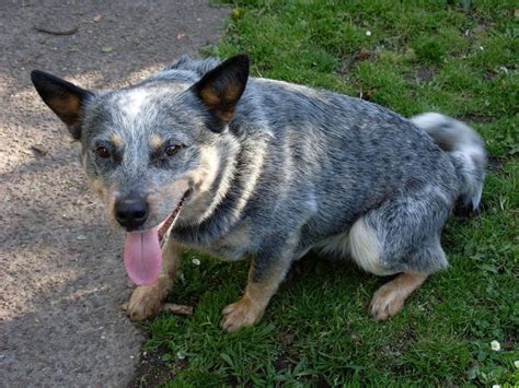 Everything You Need To Know About Training A Blue Heeler Important