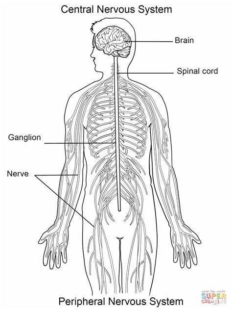 Label The Nervous System Worksheet