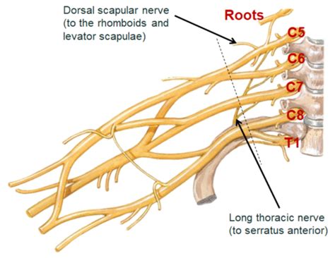 Anatomy Sections 2 And 6 Brachial Plexus And Nervesarteries Of The Ul