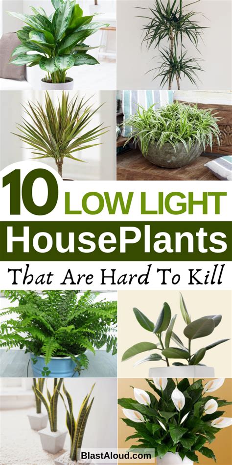 10 Low Light Houseplants That Are Low Maintenance And Hard