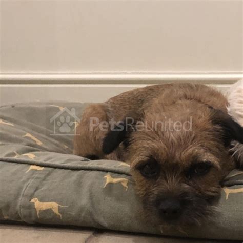 Lost Dog Grizzle And Tan Border Terrier Dog Called George