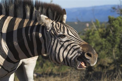 Zebra | Animal Review